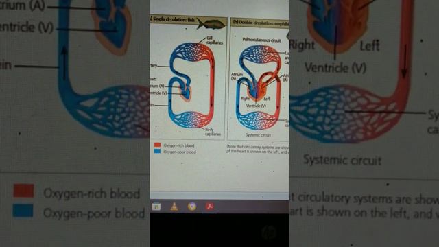 Vertebrate circulatory system # Biology#biology 🫀