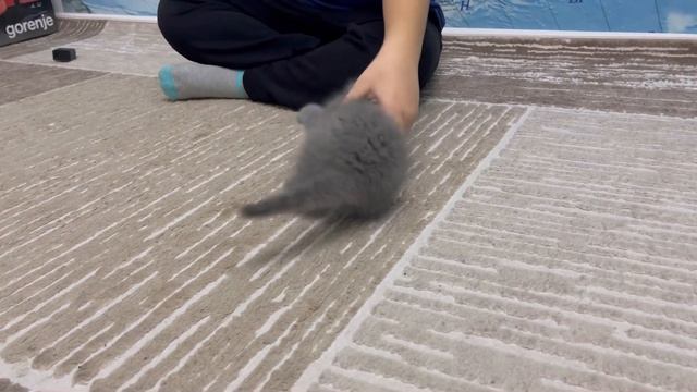 Funny games with cat! Весёлые игры с котёнком. Наш тигрёнок?.#вислоухийкотенок#котенок смотреть онлайн