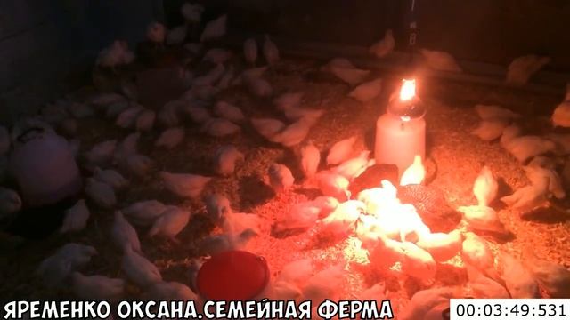 Декалб-Уайт кормление и содержание. Быстрорастущий кросс Кобб-700 смотреть онлайн