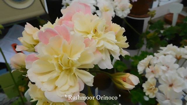Gorgeous Rushmoor zonartic pelargoniums in flower смотреть онлайн