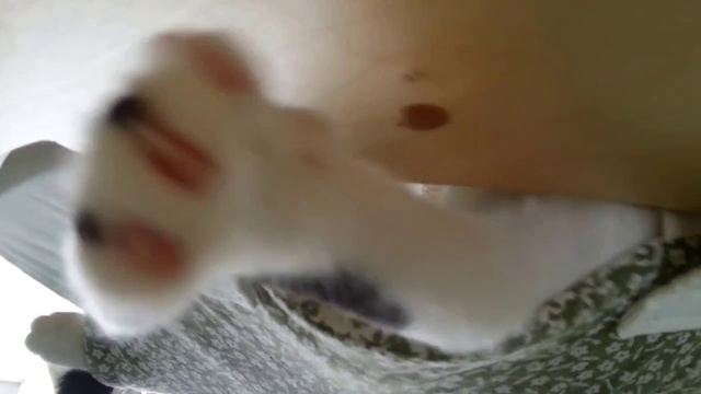  игровой комплекс для кошек, лежаки для кошек, гамаки для кошек, когтеточки 3