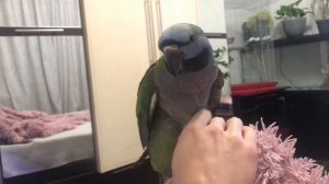 Китайский кольчатый попугай.