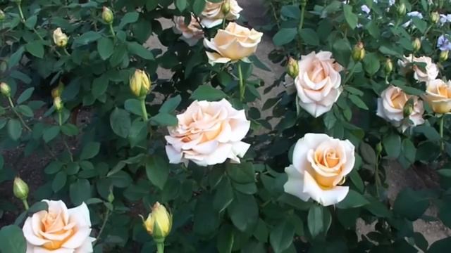 Сон для стройности. Гипноз. смотреть онлайн