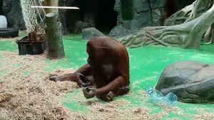 Московский зоопарк обезьяны