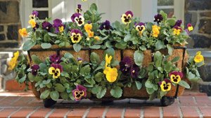 Украшение дачного участка: анютины глазки в горшках