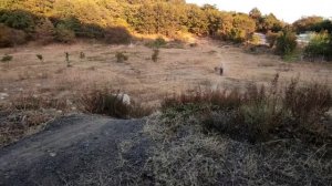 РАЛЛИ НА МОПЕДИ ХОНДА ДИО/НОВАЯ ТРАССА В ЛЕСУ