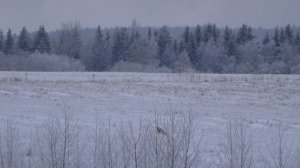 охота на лису с манком, эффект поразительный,стрелок мазила.