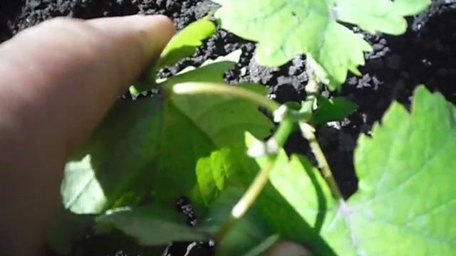 Сорт винограда Кеша. смотреть онлайн