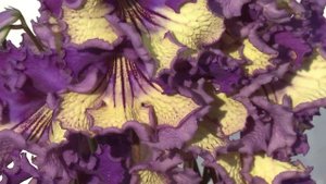 Стрептокарпус DS-д’Артаньян