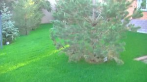 Посадка деревьев. Секрет сохранения крупномеров после посадки.