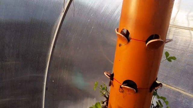 Вертикальная грядка.Клубника в трубе Часть 1 смотреть онлайн