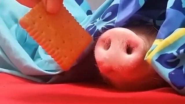 Мечта каждого человека и создания смотреть онлайн