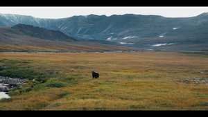 Медведь Врангеля_