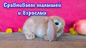 Вислоухие декоративные кролики: малыши и взрослые для сравнения