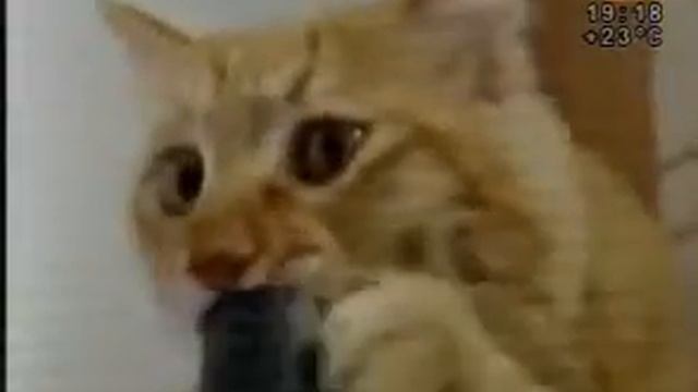 Чита на YouTube