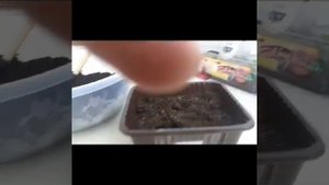 показываю как правильно посадить алиссум