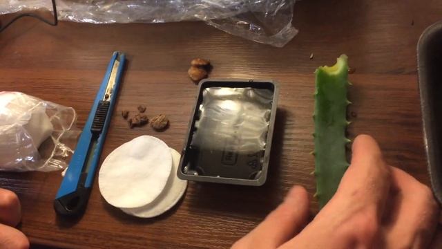 Как правильно выращивать МАНГОСТИН!!! И какой он на ВКУС!!! смотреть онлайн