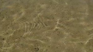 Красное море. Рыба-невидимка. Полупрозрачная рыбка / Red sea. Invisible fish. Translucent fish