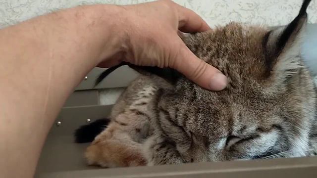 Рысь Даша - слух уникальный смотреть онлайн