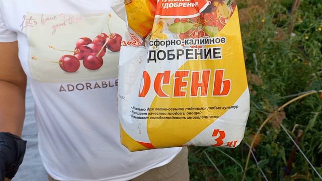 ПОСАДКА КЛУБНИКИ НА АГРОСПАН.
