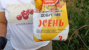 ПОСАДКА КЛУБНИКИ НА АГРОСПАН.