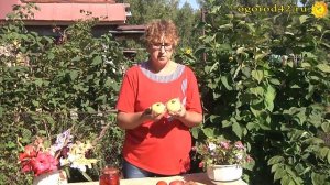 Посол томатов с морковной ботвой