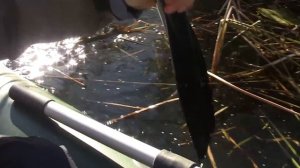 Рыбалка на Усманке. Осень. Щука.