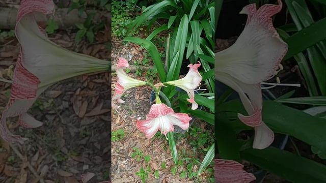 Pink Amaryllis /Imelda Ingram USA смотреть онлайн