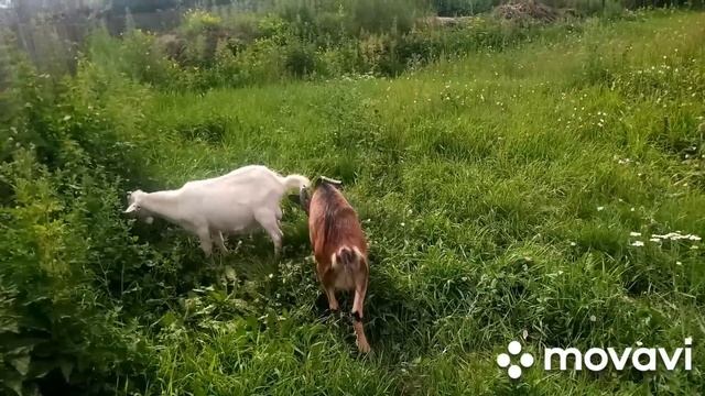 √32. Опять уборка, дети, козы.? смотреть онлайн