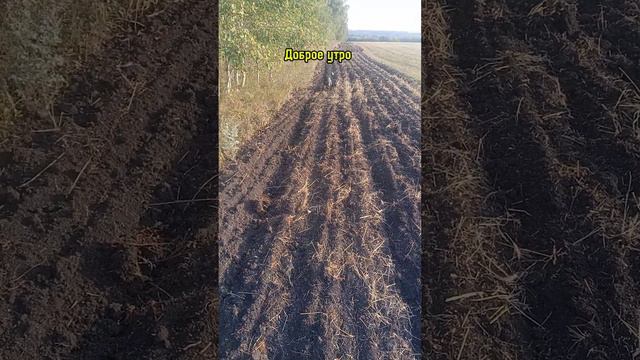 Утренняя зорька #собака #охота смотреть онлайн