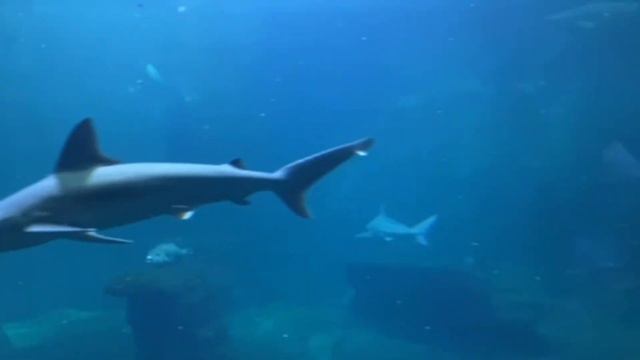 ZOO IN WROCŁAW/ Зоопарк во Вроцлаве март 2022 смотреть онлайн