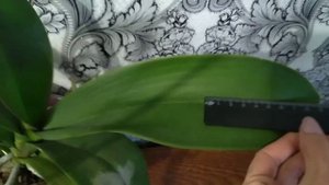 Обзор фаленопсис Антура Манила/Anthura Manila. Домашнее цветение.