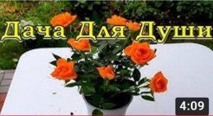 Купили КОМНАТНУЮ РОЗУ - срочно в САД!???