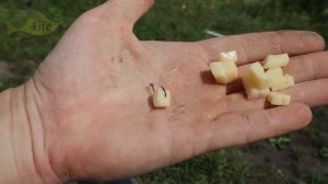 Вот она нашумевшая молочная насадка  - убийца крупного карася карпа и линя летом. Рыбалка на сыр.