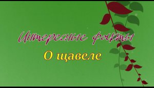 Интересные факты о щавеле...