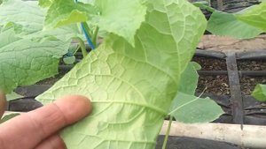 Огурцы Ленара - 3 недели после всходов