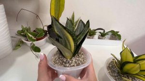 Посадила свои новые Сансевиерии и они немного пришли в себя ￼/ #сансевиерия ￼#sansevieria