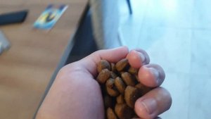 Венгерская выжла 3 месяца | как же тебя обучать ?