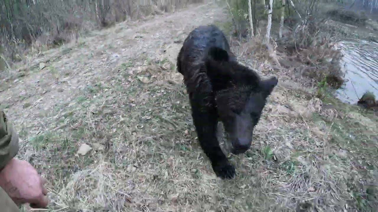 Медвежонок любит со мной потренироваться.