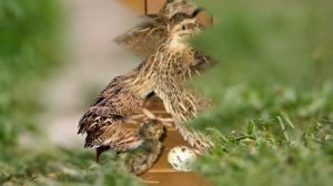 Перепелиная ферма | Разведение перепелов в домашних условиях как бизнес идея