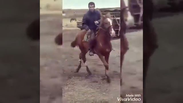 Арабский жеребец