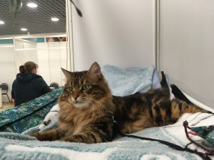 Кот породы Курильский бобтейл на выставках кошек