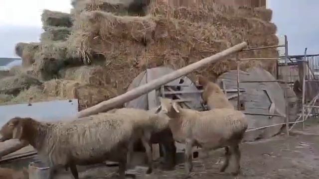 Осы койлар сатылады 2 тума 800$ Меркеде тур Барыс атты кошкардан кашкан, +77078959393 смотреть онлайн