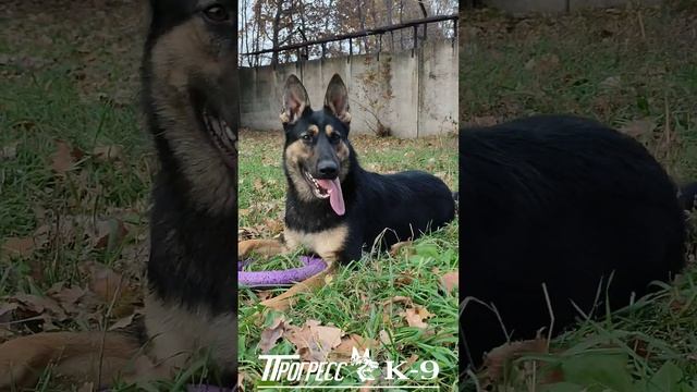 German shepherd dog. Немецкая овчарка чепрачного окраса.Зовут Hita.#germanshepherd #немецкаяовчарка