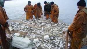 Тысячи тонн чира, муксуна, омуля и нельмы добывают якутские рыбаки во время осенней путины