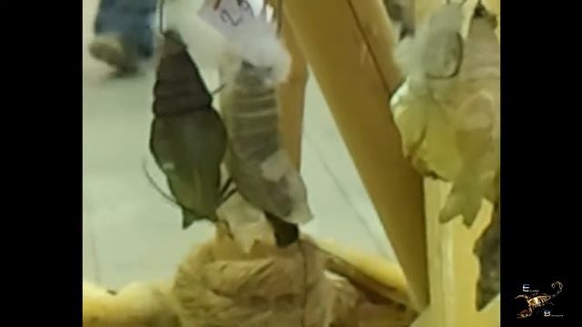 Тропическая бабочка выходит из куколки смотреть онлайн