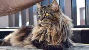 Как кормить Мейн-куна?