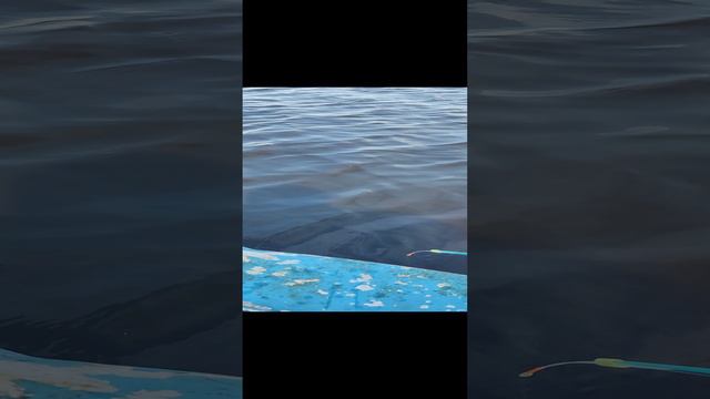 Рыбацкое счастье