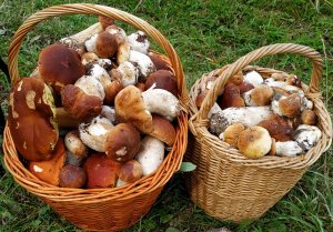 ЗАЛЕЖИ БЕЛЫХ ГРИБОВ ЗА 1.5 ЧАСА !!!