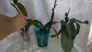 1 таблетка СПАСЕТ орхидею от МУСОРКИ ГНИЛЫЕ корни ОЖИВУТ  забудь про болезни у ОРХИДЕЙ